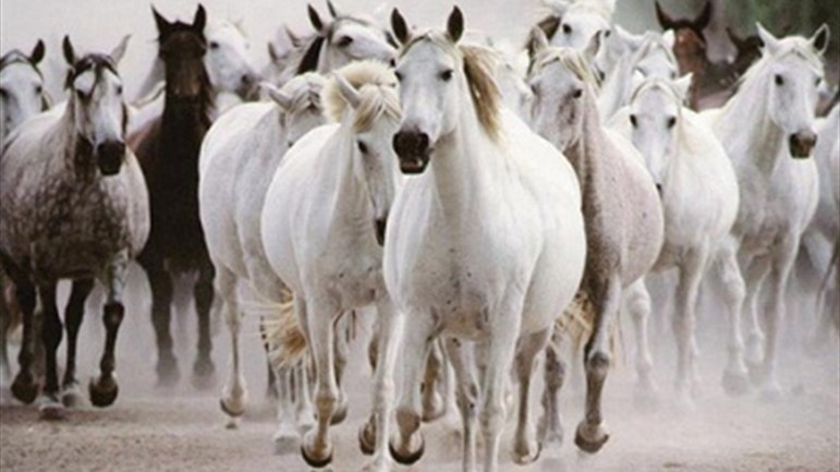 قصّة سليمان(ع) والخيل