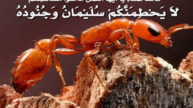 هل النَّمل يتكلَّم؟