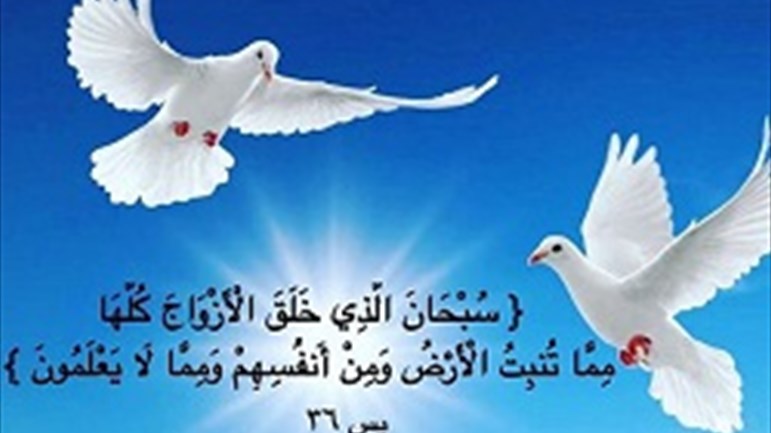 الله تعالى خلق الأزواج كلّها