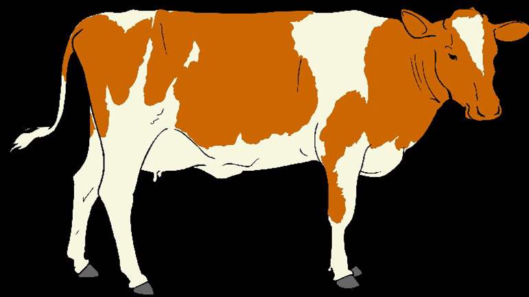 Is Slaughtering Animals Inhumane? 