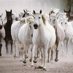 قصّة سليمان(ع) والخيل
