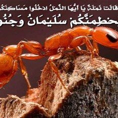 هل النَّمل يتكلَّم؟